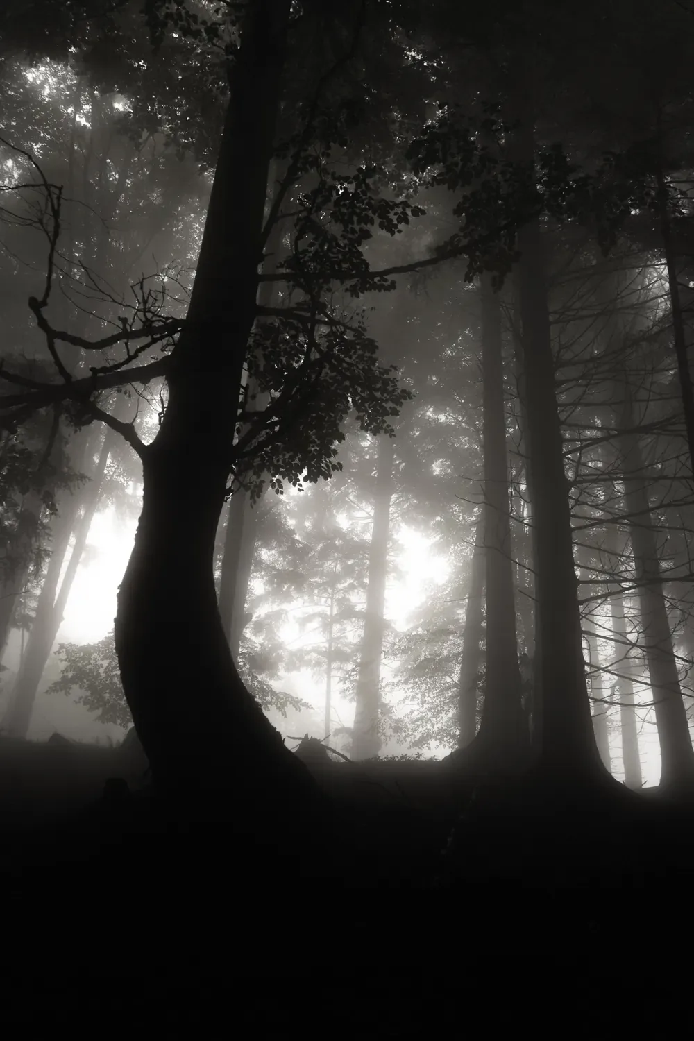 Forest in fog